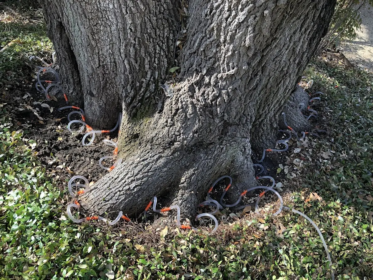 Detailed Tree Cabling and Bracing job site in Towaoc