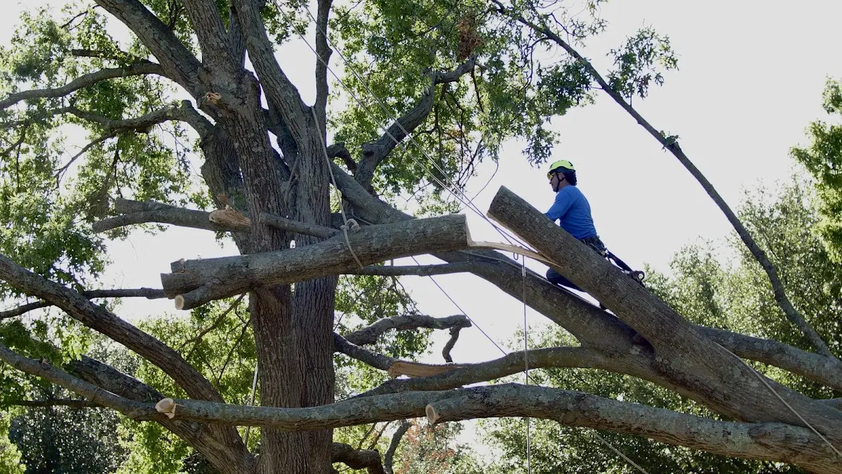 Professional Crown Thinning performed by certified arborists in Towaoc