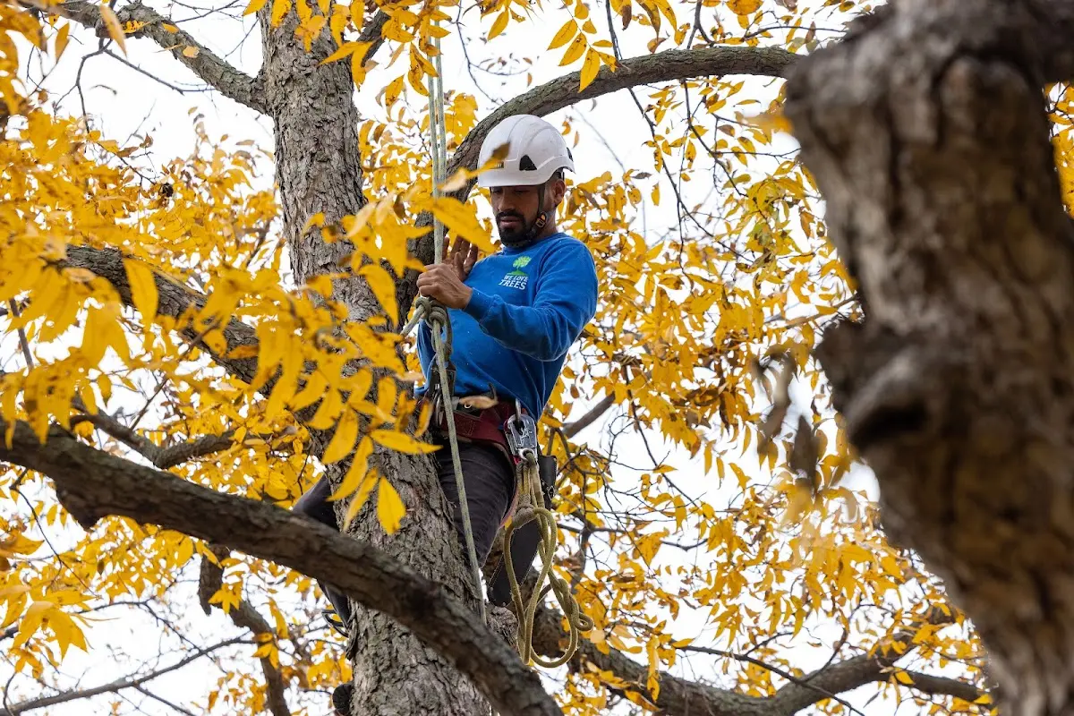 Skilled Storm Damage Cleanup crew working in Towaoc